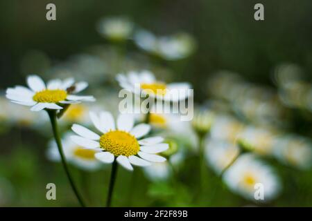 Fiori di camomilla ad Anitgua, Guatemala. Gennaio 2016. Foto Stock