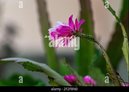 Disocactus ackermannii è un ibrido tra disocactus phyllantoides e Disocactus speciosus. È forse il cactus dell'orchidea cresciuto più comunemente. Foto Stock