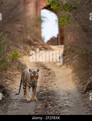 Tigre reale indiana del bengala selvaggia che cammina testa sopra con occhio contatto e muro antico con porta monumento o architettura in sfondo a ranthambore natio Foto Stock