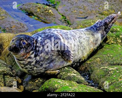 Doe eyed Grey Seal rilassante sulle rocce a St Mary's. Isola santuario Whitley Bay Foto Stock