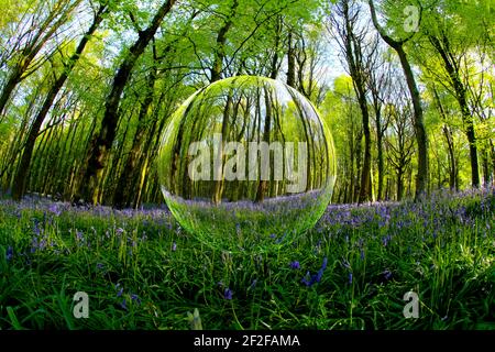 Un bosco di faggio in primavera con bluebells attraverso una lente fish-eye Cardiff, Galles del Sud, Regno Unito visto attraverso una palla di cristallo galleggiante Foto Stock