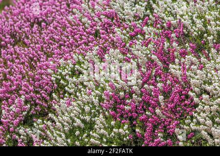 Primo piano di fiori di erica rosa in piena fioritura Foto Stock
