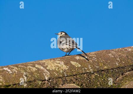 Pied Waggtail Bird, Motacilla alba, arroccato su un tetto su uno sfondo blu chiaro cielo. Foto Stock