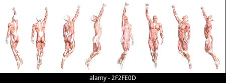 Anatomia concettuale sano skinless sistema muscolare del corpo umano set. Giovane adulto atletico che posa per l'educazione, lo sport di fitness, la medicina Foto Stock