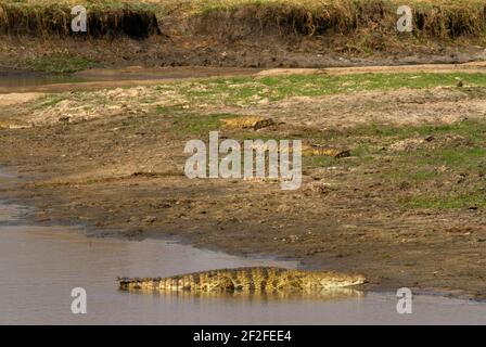 Il Parco Nazionale di Katavi è famoso per i suoi numerosi coccodrilli. Il fiume Katuma è particolarmente ideale per questi grandi predatori Foto Stock