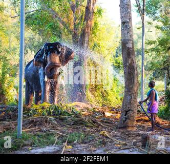 Lavando un elefante indiano in cattività-un uomo versa l'acqua da un tubo flessibile. Intrattenimento per i turisti, zoo, safari nella giungla. India, Kerala, 3 gennaio Foto Stock