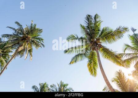 Palme dal basso, raggi di sole Foto Stock