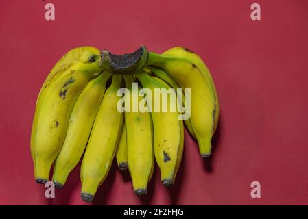 Mazzo di banane gialle. Banane su sfondo rosso. Frutta esotica ricca di fibra e fonte di potassio. Banana frutta (Musa spp.). Pianta tipica di Foto Stock