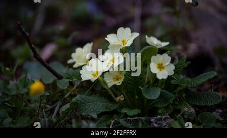 Primrose in un giardino Foto Stock