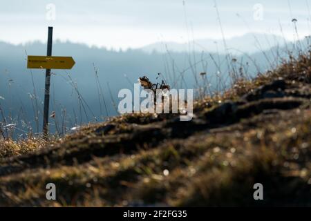 Vista da Hochfelln, escursione autunnale, Alpi, Baviera Foto Stock