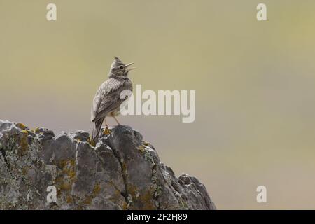 Thekla Lark Galerida theklae Extremadura, Spagna BI009606 Foto Stock