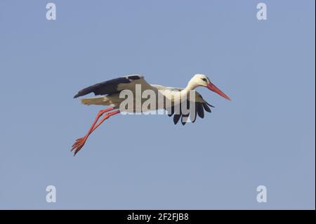 White Stork - venendo in terra Ciconia Ciconia Extremadura, Spagna BI009621 Foto Stock