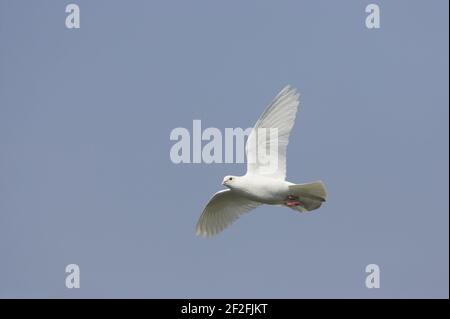 White dove - in volo Hertfordshire, Regno Unito BI009701 Foto Stock