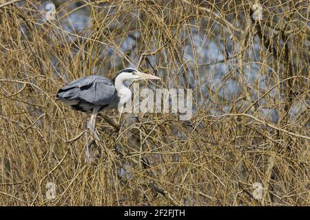 Grey Heron - in Willow Tree Ardea cinerea Hertfordshire, Regno Unito BI009760 Foto Stock