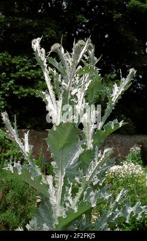 Cotton Thistle (Onopordum acanthium) cresce nel Petersfield Physical Garden, Hampshire, Inghilterra, Regno Unito Foto Stock