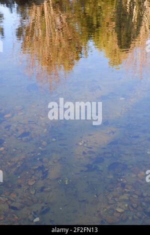 Ciottoli sott'acqua e riflesso di alberi sull'acqua Foto Stock