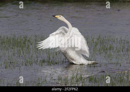 Whooper Swan - albicchiatrici Olor cygnus Shetland Mainland, Regno Unito BI011583 Foto Stock