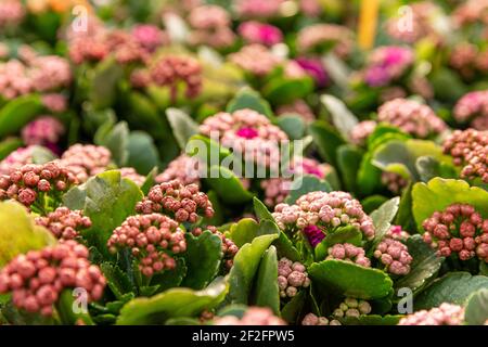 Kalanchoe Blossfeldiana pronto per la fioritura in vivaio di piante Foto Stock
