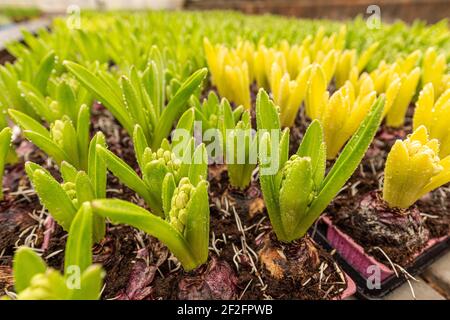 Bulbi di fiori di giacinto nelle pentole. Bulbi di giacinto in vivaio di piante Foto Stock