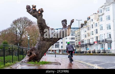 Brighton UK 12 febbraio 2021 - UN ciclista passa sotto un vecchio ceppo di alberi a Brighton in una giornata bagnata e nuvolosa lungo la costa meridionale oggi: Credit Simon Dack / Alamy Live News Foto Stock