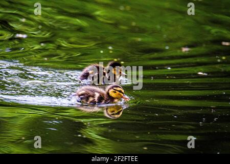 Anatroccoli in un tour alla scoperta Foto Stock