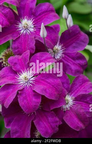 Primo piano frontale di un fiore clematis fiori viola con stami bianchi e foglie verdi fresche. Foto Stock