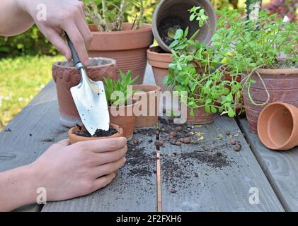 pala che tiene da giardiniere mani che vasano pianta su sfondo di legno in giardino Foto Stock