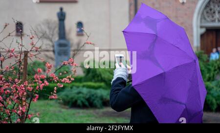 Una donna nascosta sotto un ombrello viola scatta foto di un albero fiorito con il suo smartphone, il display con un bottoncino di fiori visibili Foto Stock