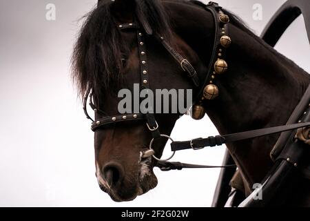 Chiocchera testa di cavallo di castagno su sfondo grigio cielo. Sfondo animale. Foto Stock