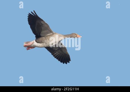 Greylag Goose - in Flight Anser anser WWT Slimbridge Gloucestershire, UK BI013052 Foto Stock