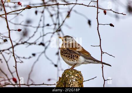 European Robin (Erithacus rubecula) che si infrangono nel parco cittadino. Foto Stock