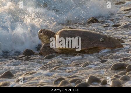 La tartaruga di testa di loggerhead torna in mare dopo aver deporre le sue uova. Foto Stock