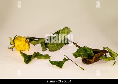 Giallo rosa appassita Foto Stock