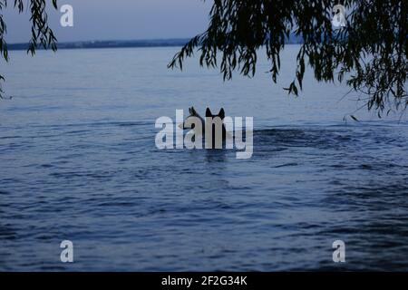 Dutch Shepherd e Husky mix Foto Stock