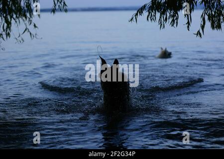 Dutch Shepherd e Husky mix Foto Stock