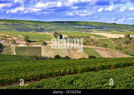 Vite vicino a Sancerre, comune e cantone nel dipartimento Cher della Francia centrale che domina il fiume Loira. È noto per il suo vino Foto Stock