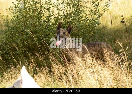 Dutch Shepherd e Husky mix Foto Stock