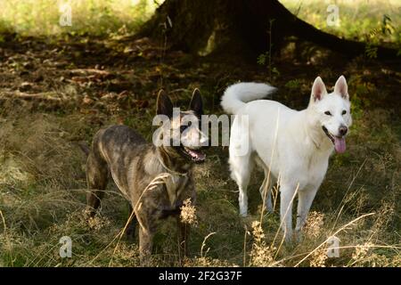 Dutch Shepherd e Husky mix Foto Stock