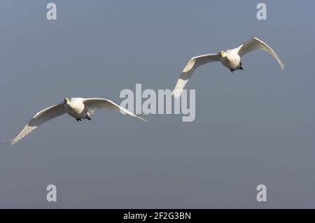 Bewick's Swan - in Flight columbianus bewickii WWT Slimbridge Gloucestershire, UK BI013157 Foto Stock