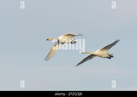 Bewick's Swan - in Flight columbianus bewickii WWT Slimbridge Gloucestershire, UK BI013161 Foto Stock