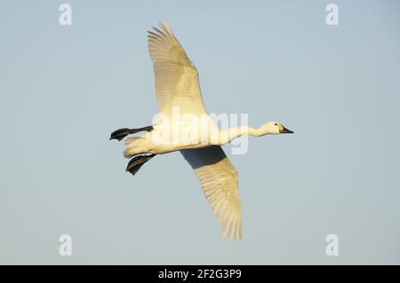 Bewick's Swan - in volo con il collo Crooked columbianus bewickii WWT Slimbridge Gloucestershire, UK BI013170 Foto Stock