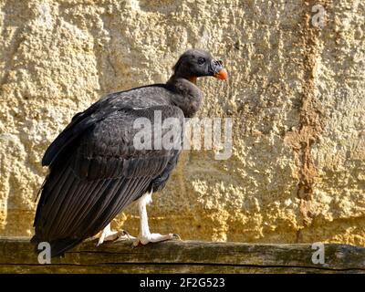 Closeup di giovane avvoltoio re (Sarcoramphus papa), arroccato su palo di legno Foto Stock