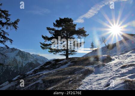 Escursione invernale all'Hohe Kranzberg (1397 m), Europa, Germania, Baviera, alta Baviera, Mittenwald, Isar Valley, Werdenfels, inverno, albero, romantico, quasi kitschy, bello Foto Stock