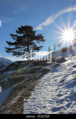 Escursione invernale all'Hohe Kranzberg (1397 m), Europa, Germania, Baviera, alta Baviera, Mittenwald, Isar Valley, Werdenfels, inverno, albero, romantico, quasi kitschy, bello Foto Stock