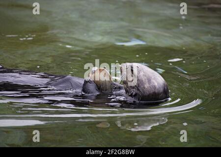 Sea Otter con guscio di vongola (Enidrha lutris) Oregon, USA (Captive) MA000376 Foto Stock