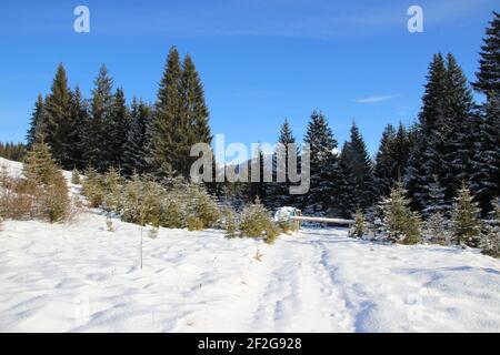 Escursione invernale nei pressi di Mittenwald, vicino a Elmau, Klais, Europa, Germania, Baviera, alta Baviera, Werdenfels, inverno, percorso forestale innevato Foto Stock