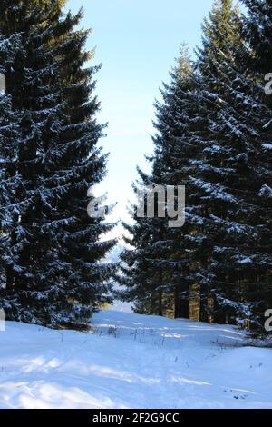 Escursione invernale nei pressi di Mittenwald, vicino a Elmau, Klais, Europa, Germania, Baviera, alta Baviera, Werdenfels, inverno, Foto Stock