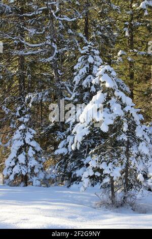 Escursione invernale nei pressi di Mittenwald, vicino a Elmau, Klais, Europa, Germania, Baviera, alta Baviera, Werdenfels, inverno, escursione invernale Foto Stock