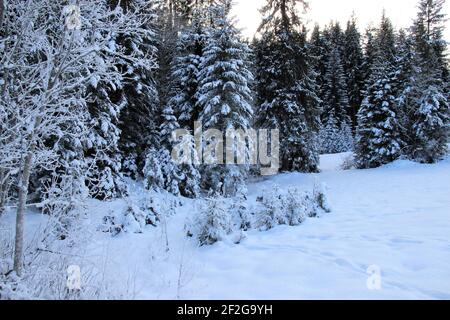 Escursione invernale nei pressi di Mittenwald, vicino a Elmau, Klais, Europa, Germania, Baviera, alta Baviera, Werdenfels, inverno, foresta invernale innevata, brina Foto Stock