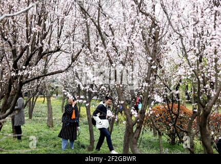 Shanghai, Cina. 12 marzo 2021. I turisti possono ammirare i fiori di ciliegio al Gucun Park di Shanghai, Cina orientale, 12 marzo 2021. Venerdì è stato inaugurato il Festival dei fiori di Cherry di Shanghai 2021. Più di 14,000 ciliegi di 110 varietà sono in fiore. Credit: Chen Fei/Xinhua/Alamy Live News Foto Stock